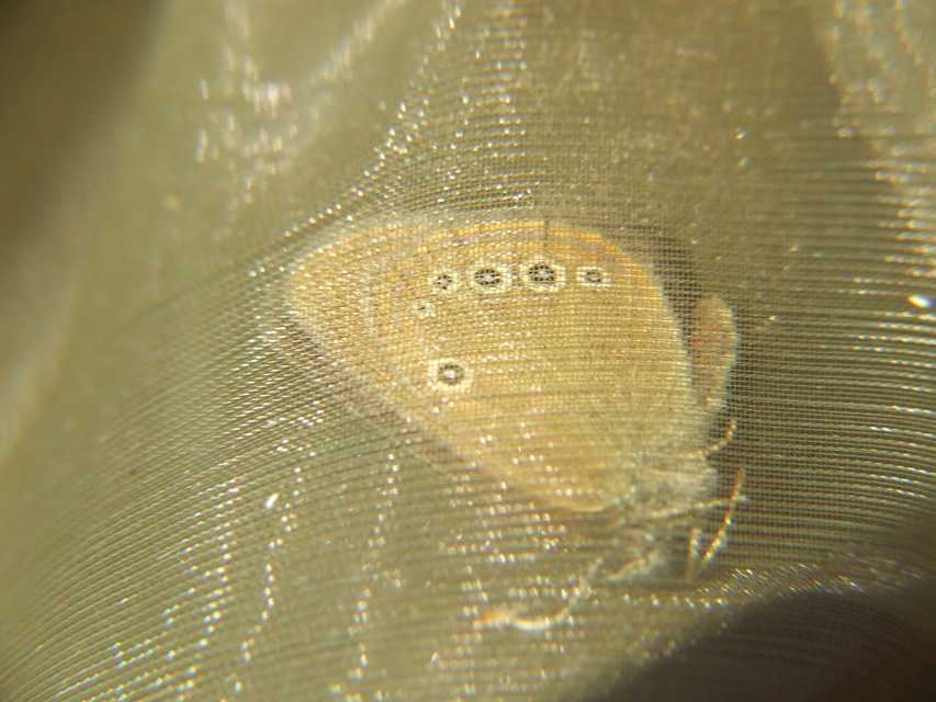 Coenonympha oedippus - ezüstsávos szénalepke