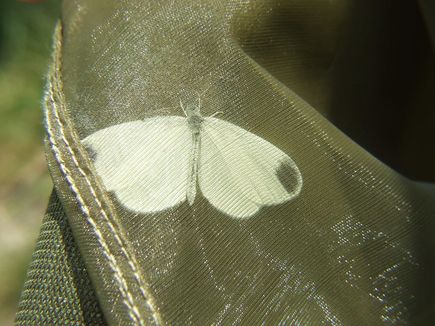 Leptidea sinapis - mustárlepke