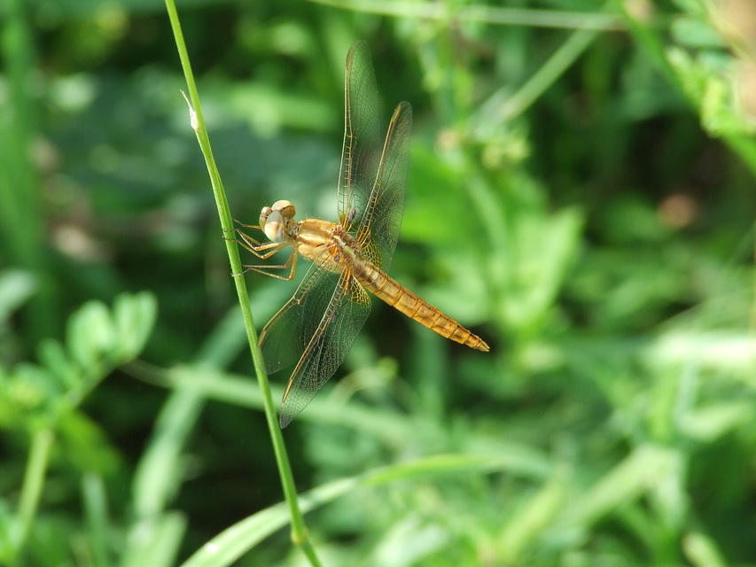 Crocothemis erythraea - skarlát szitakötő