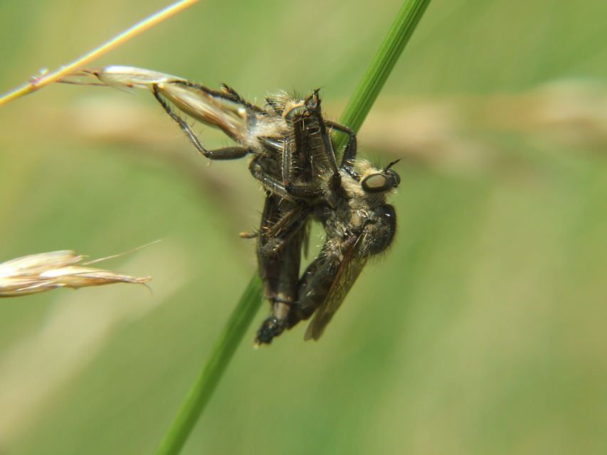 Asilidae - rablólégyfélék