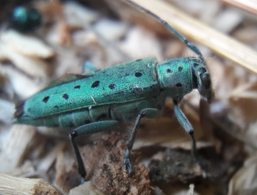 Saperda punctata - pettyes szilcincér Saperda punctata - pettyes szilcincér