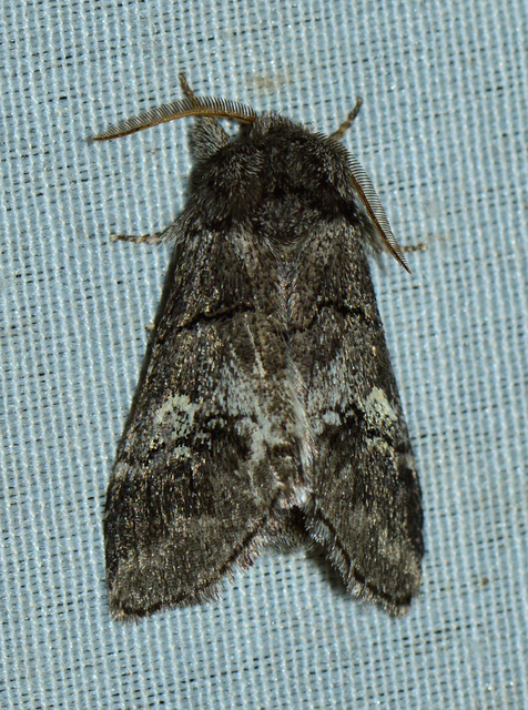 Drymonia querna - tölgyfa-púposszövő