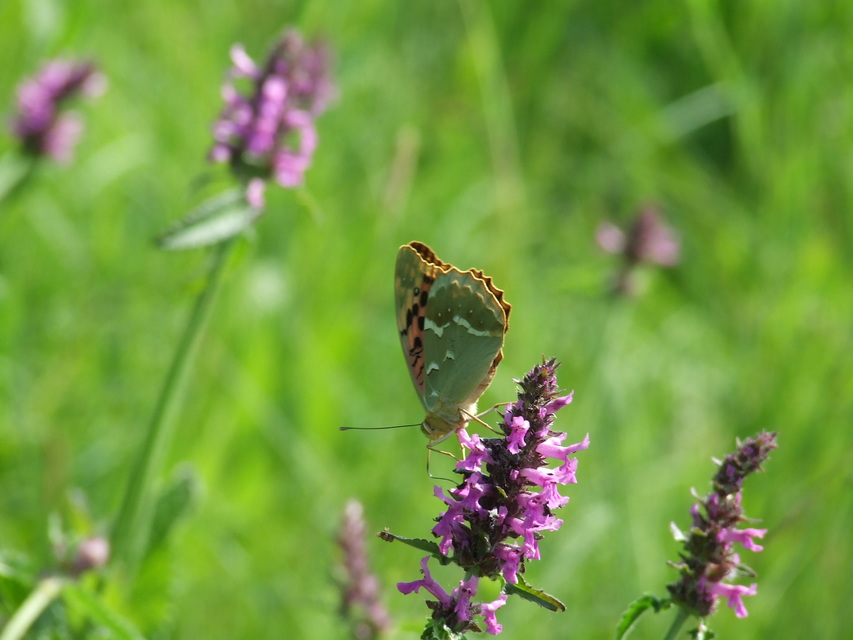 Argynnis pandora - zöldes gyöngyházlepke