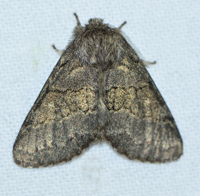 Gluphisia crenata - kormos púposszövő