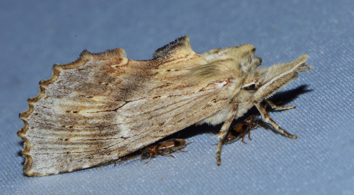 Pterostoma palpina - csőrös púposszövő