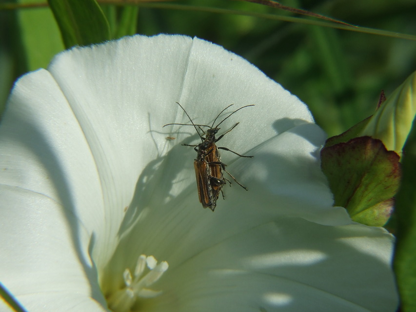 Oedemera femorata - sárgahátú álcincér