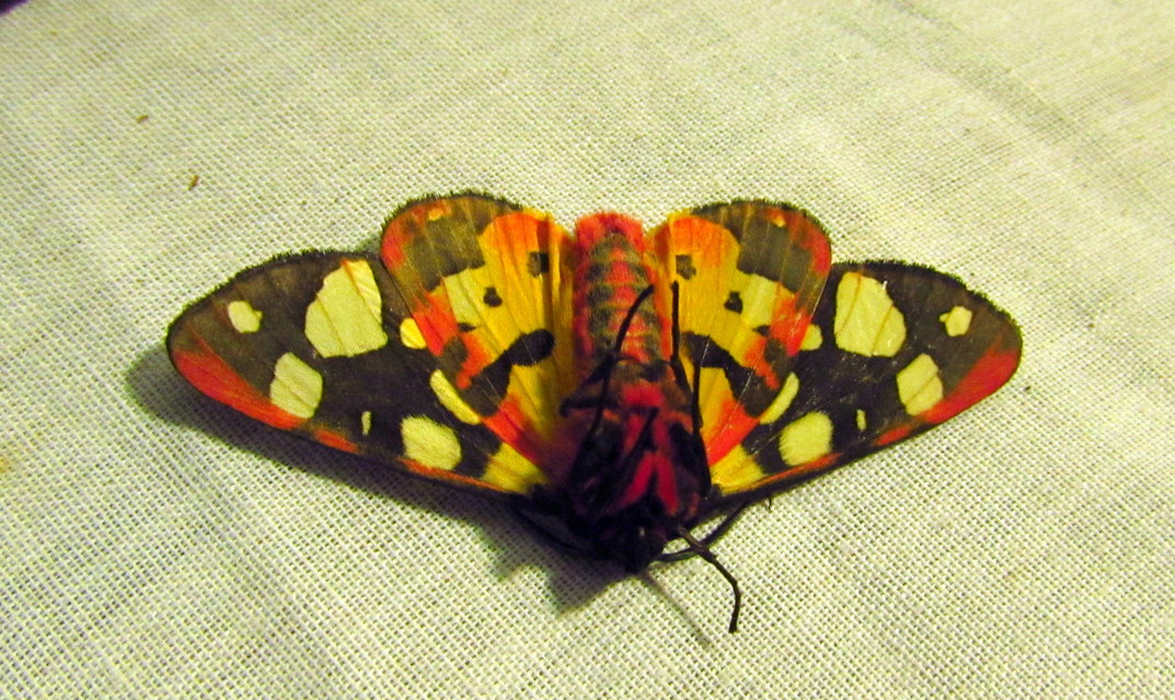 Arctia villica - fekete medvelepke