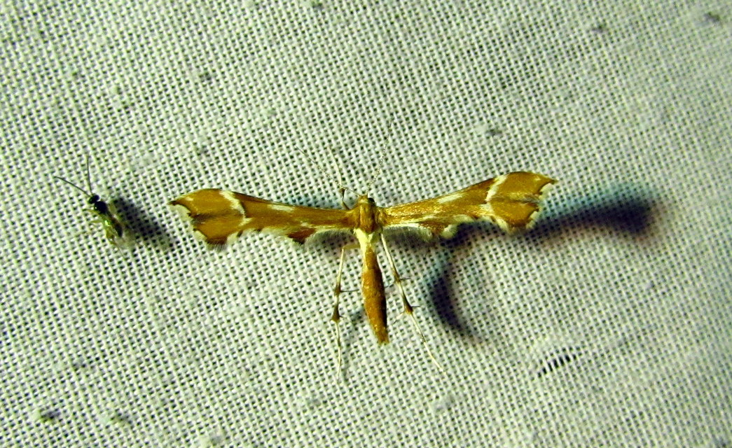 Cnaemidophorus rhododactyla - rózsabogyó-tollasmoly