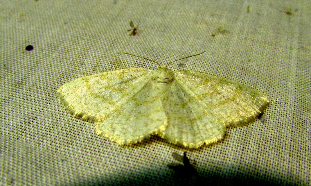 Cabera exanthemata - pettyes égeraraszoló