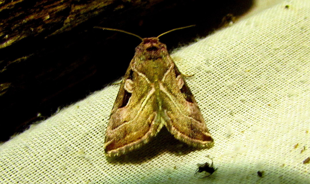 Eucarta virgo - mocsári ametisztbagoly