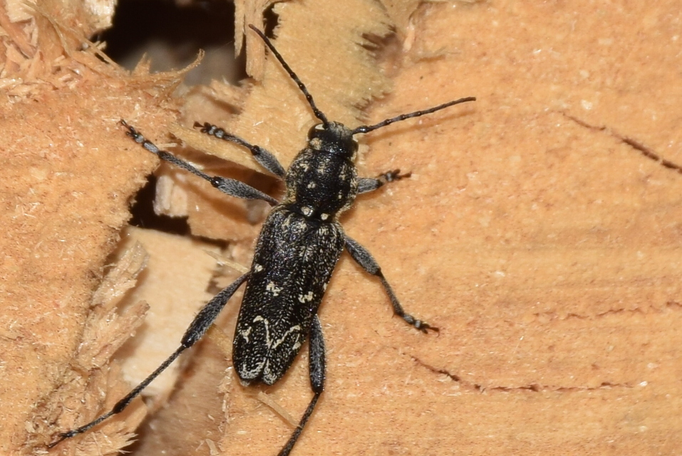 Xylotrechus rusticus - egérszínű darázscincér