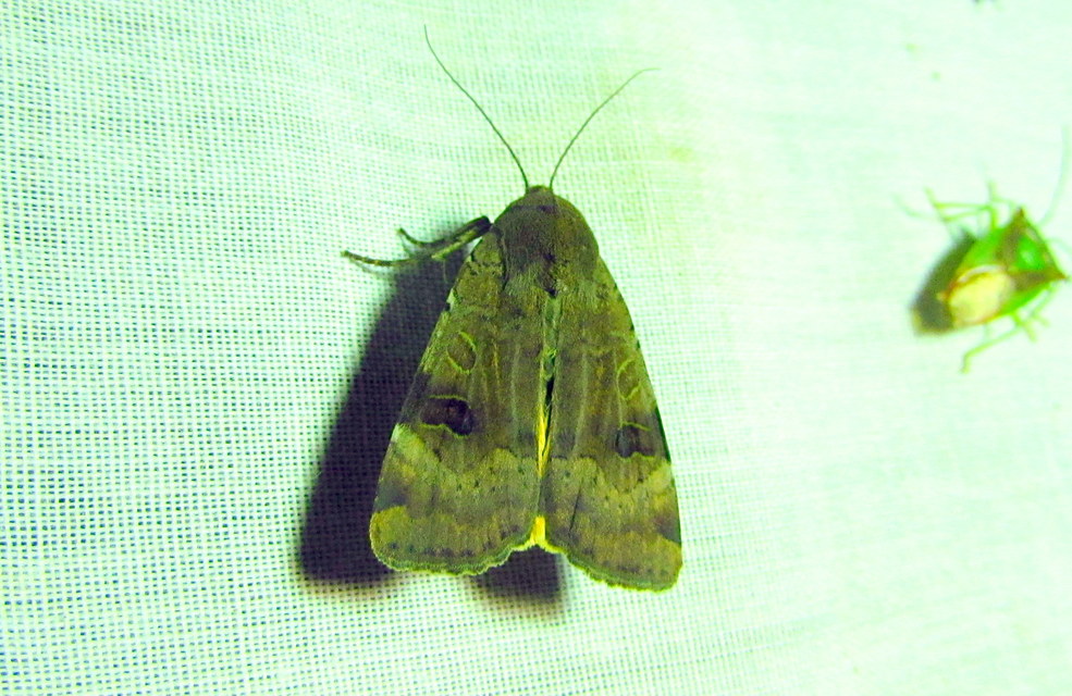 Noctua interposita - köztes sárgafűbagoly