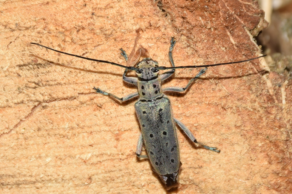 Saperda punctata - pettyes szilcincér Saperda punctata - pettyes szilcincér