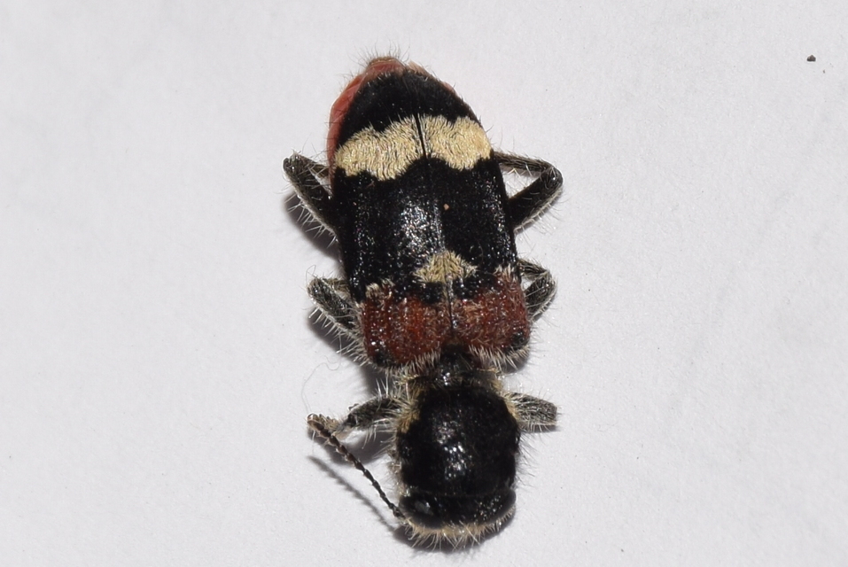 Clerus mutillarius - feketenyakú szúfarkas