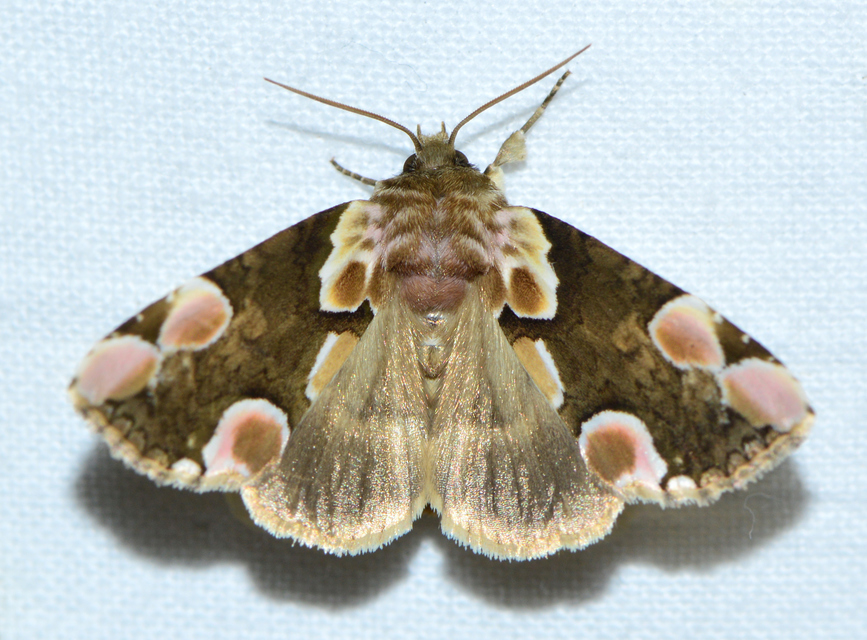 Thyatira batis - rózsafoltos pihésszövő