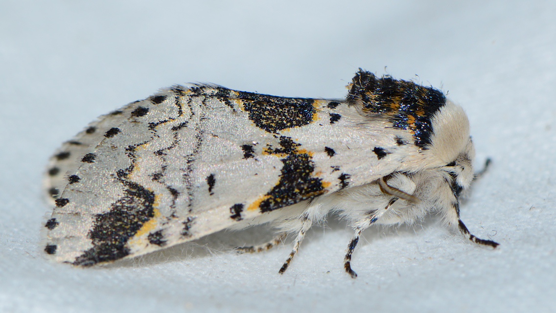 Furcula bicuspis - apáca-púposszövő