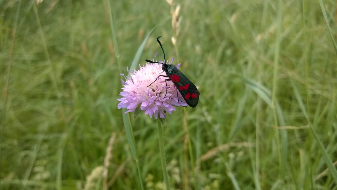 Zygaena filipendulae - acélszínű csüngőlepke