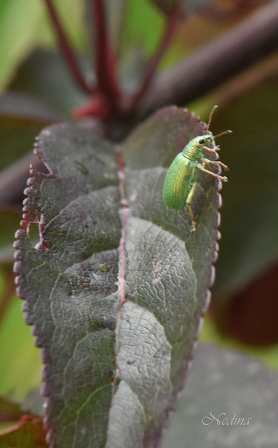 Polydrusus formosus - selymes lombormányos