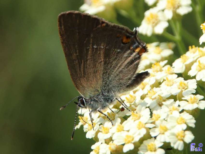 Satyrium acaciae - akác-csücsköslepke