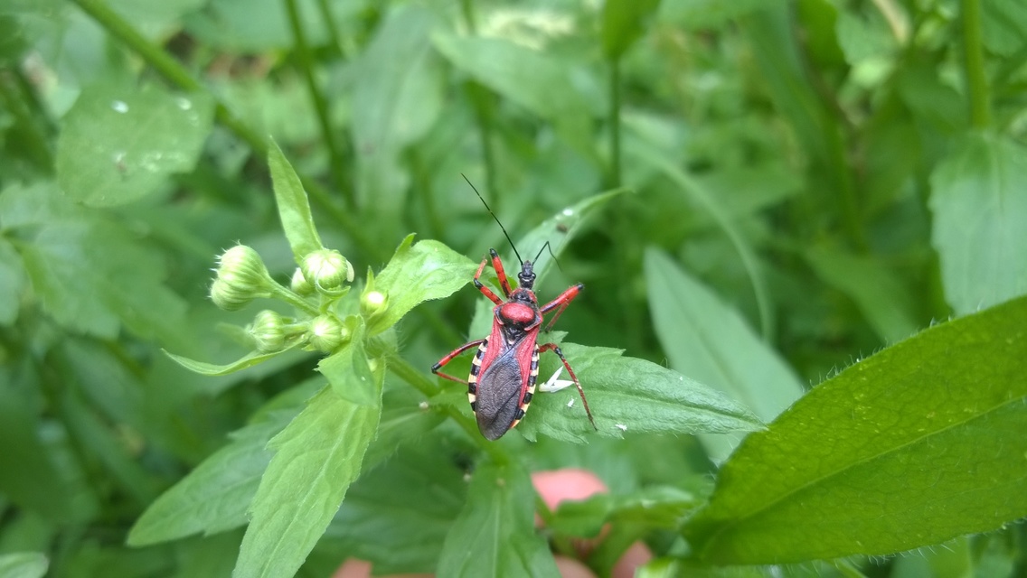 Rhynocoris iracundus - közönséges gyilkospoloska