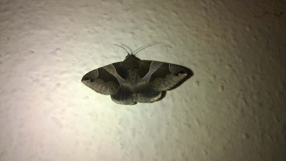 Dysgonia algira - déli porcelánbagoly