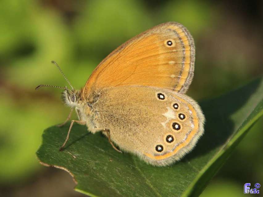 Coenonympha glycerion - közönséges szénalepke