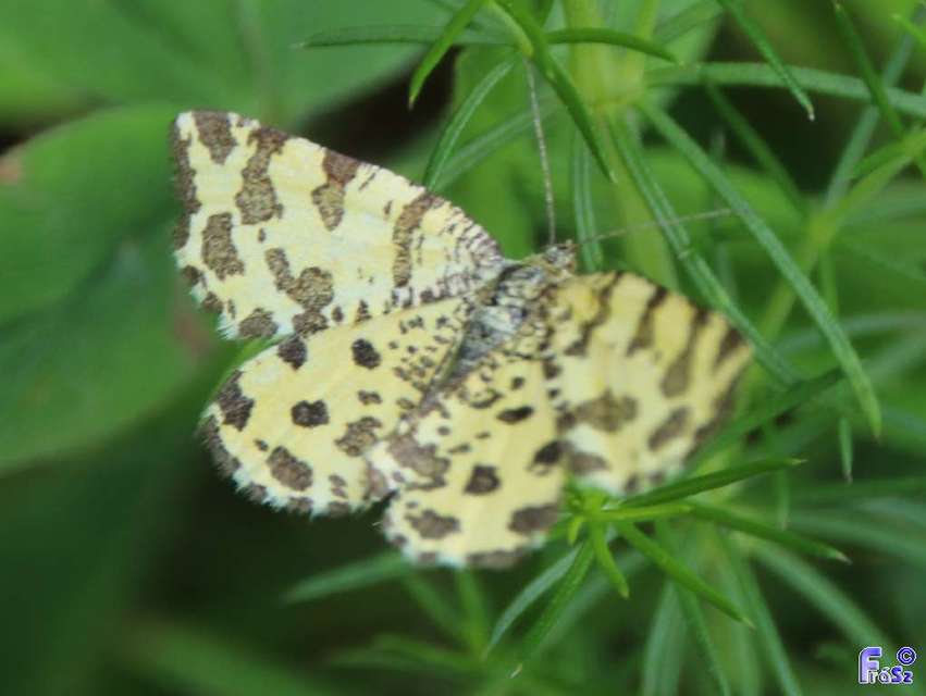 Pseudopanthera macularia - párducfoltos araszoló