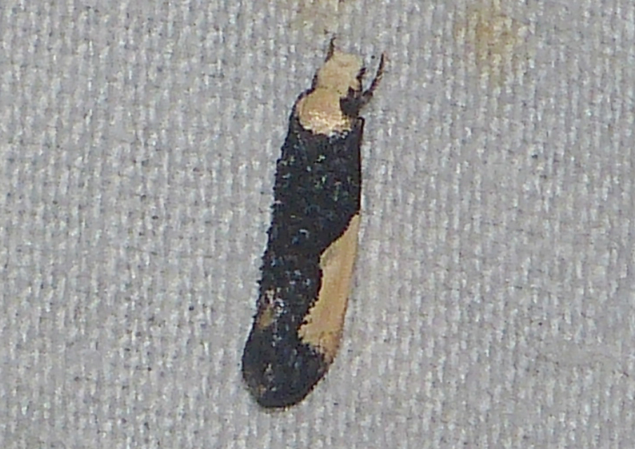 Monopis monachella - apácamoly