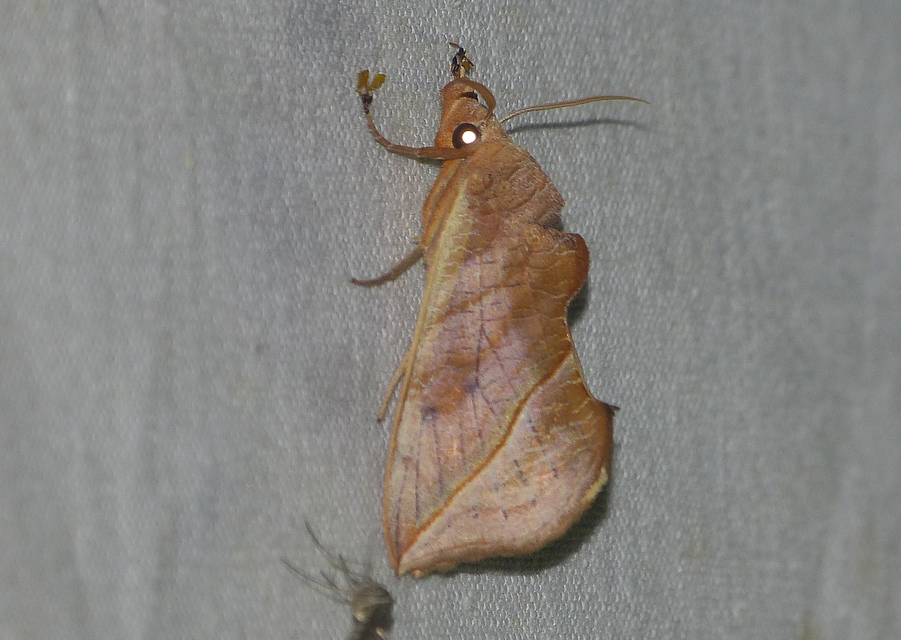Calyptra thalictri - öblösszárnyú bagoly