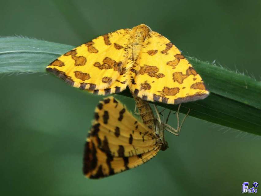 Pseudopanthera macularia - párducfoltos araszoló