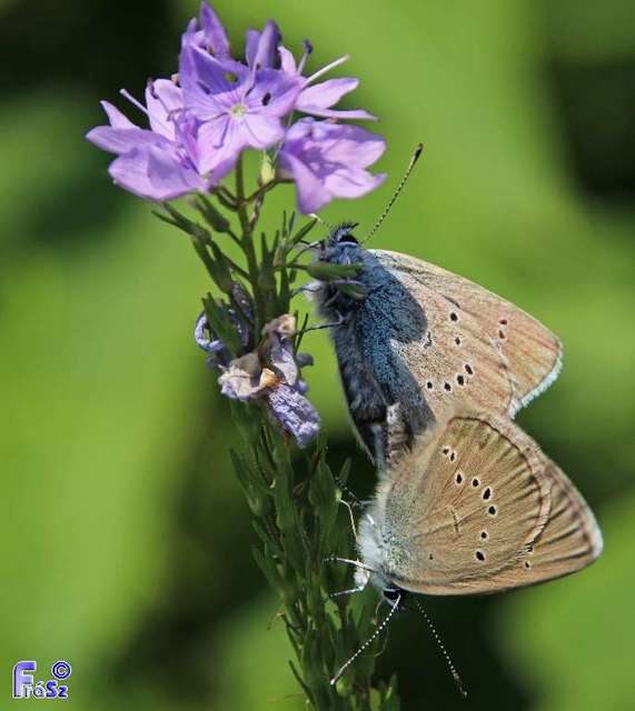 Cyaniris semiargus - aprószemes boglárka