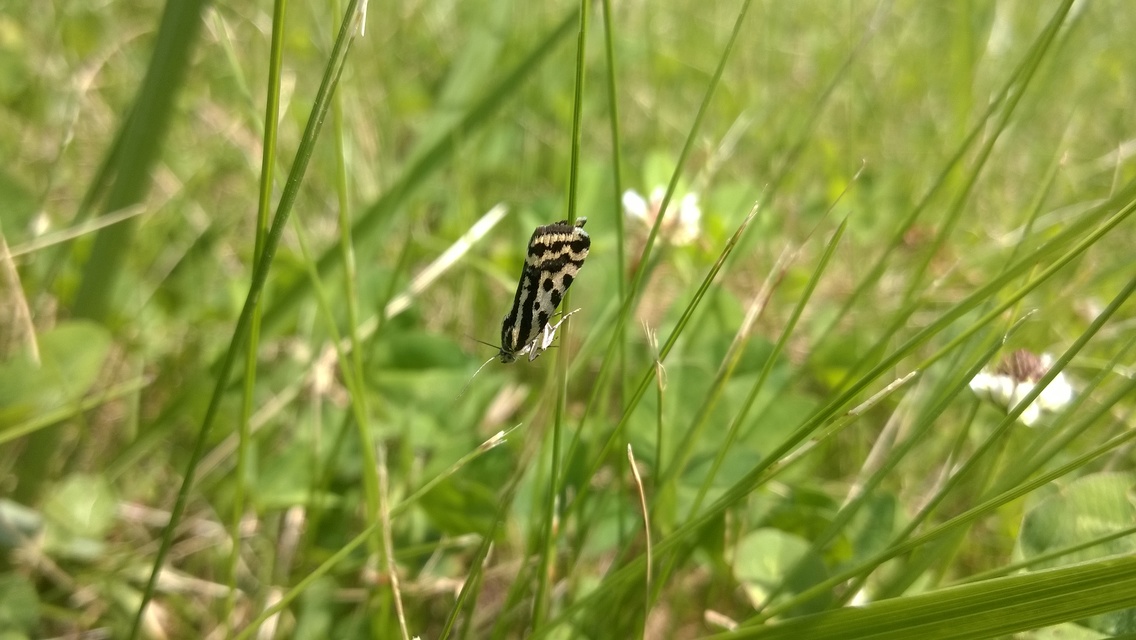 Emmelia trabealis - zebrabagoly