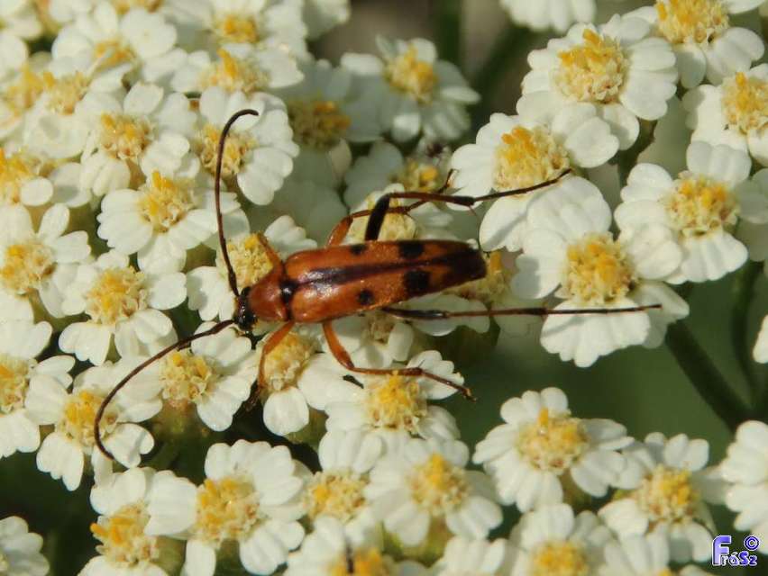 Stenurella septempunctata - hétpettyes karcsúcincér