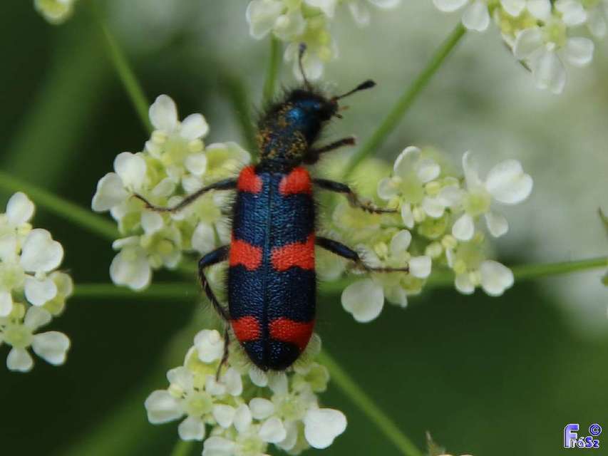 Trichodes favarius - hatfoltos méhészbogár