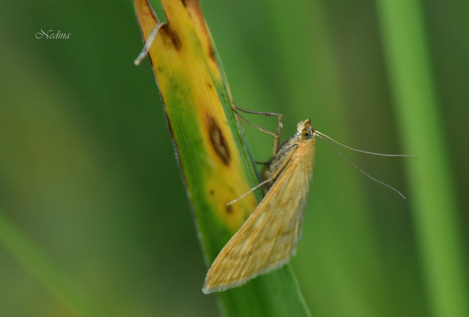 Sitochroa verticalis - világossárga dudvamoly
