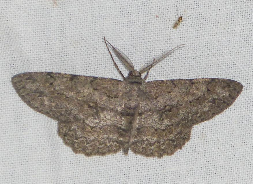 Hypomecis punctinalis - pettyes faaraszoló