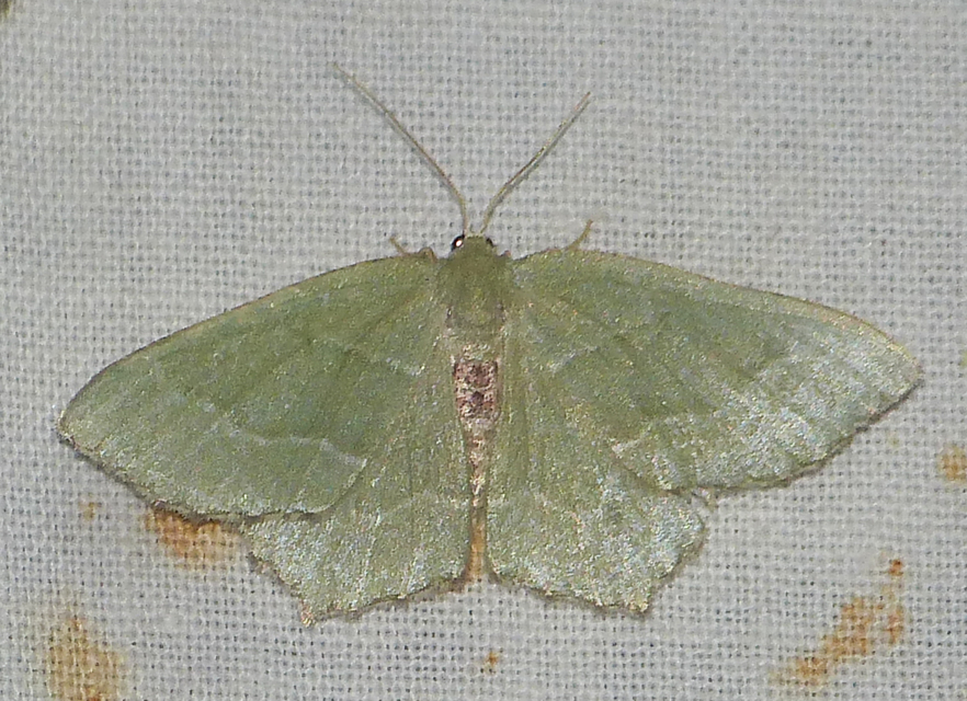 Hemithea aestivaria - nyír-zöldaraszoló