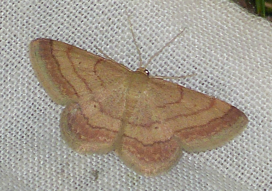 Scopula rubiginata - réti pirosaraszoló