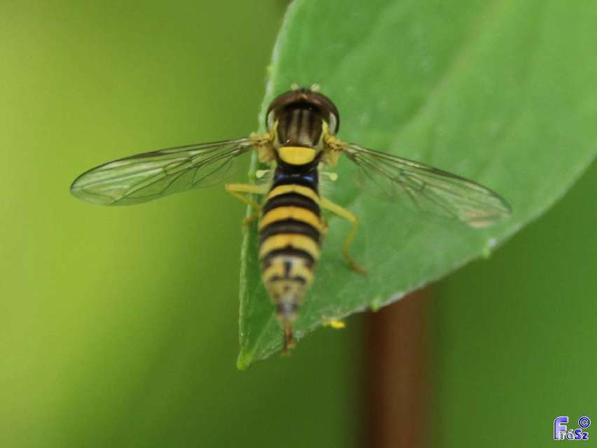 Sphaerophoria