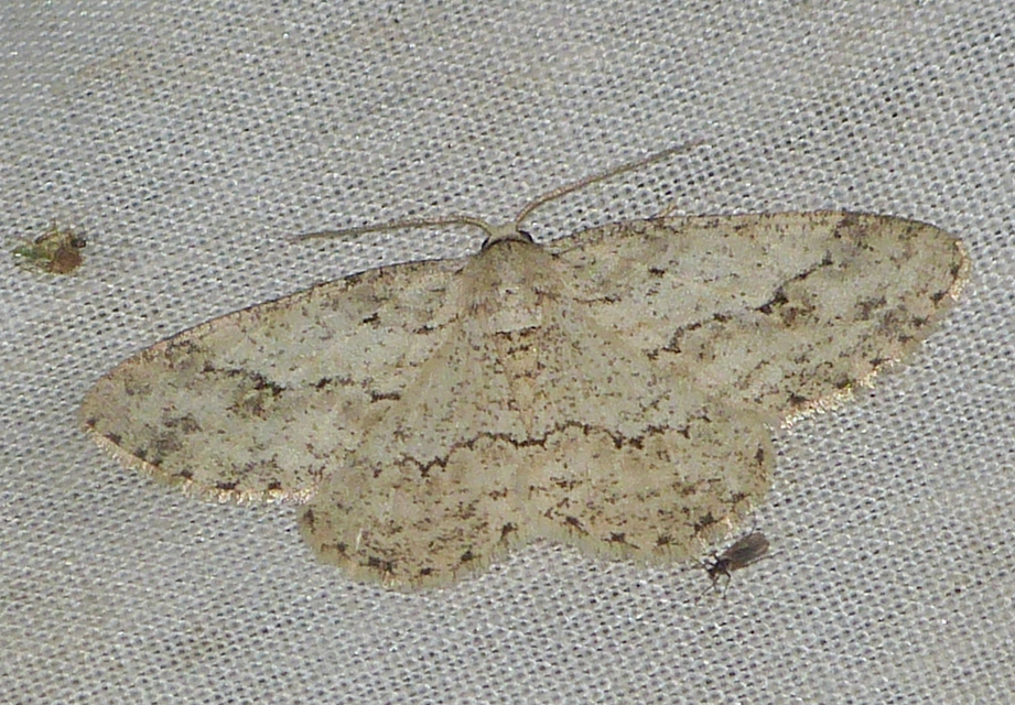 Ectropis crepuscularia - avararaszoló