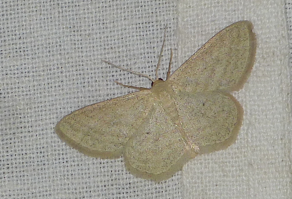 Scopula virgulata - vesszős sávosaraszoló