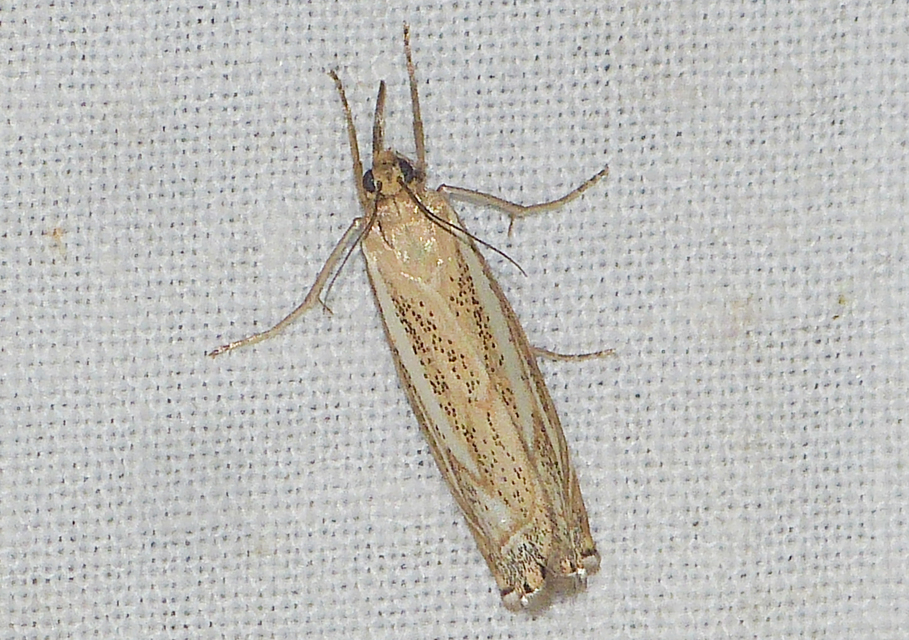 Xanthocrambus lucellus - zegzugos fűgyökérmoly
