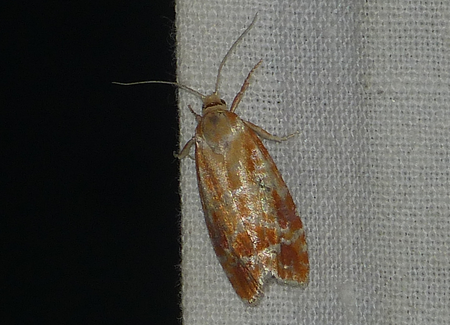 Rhyacionia