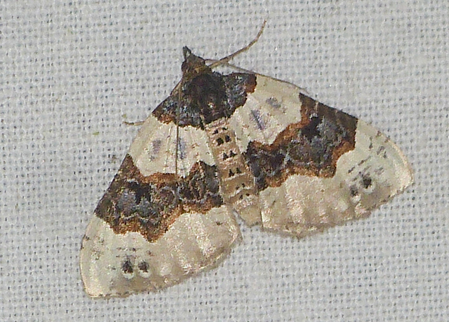 Cosmorhoe ocellata - szemes galajaraszoló