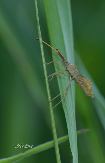 Syromastus rhombeus - vitorlás karimáspoloska