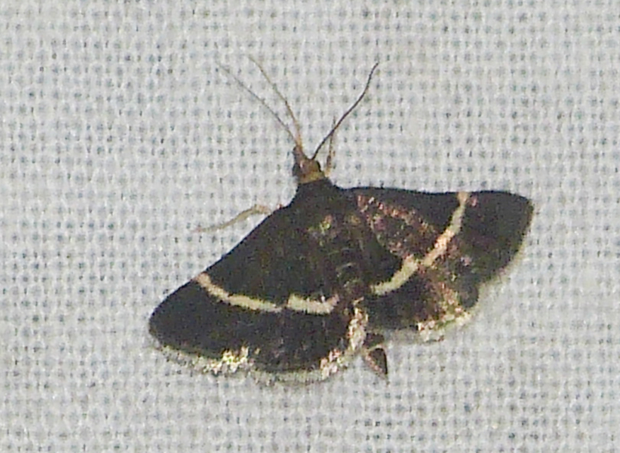 Pyrausta cingulata/rectefascialis