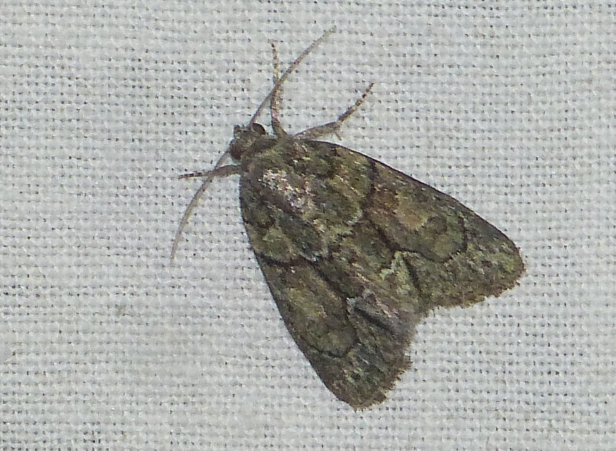 Cryphia fraudatricula - homoki zuzmóbagoly