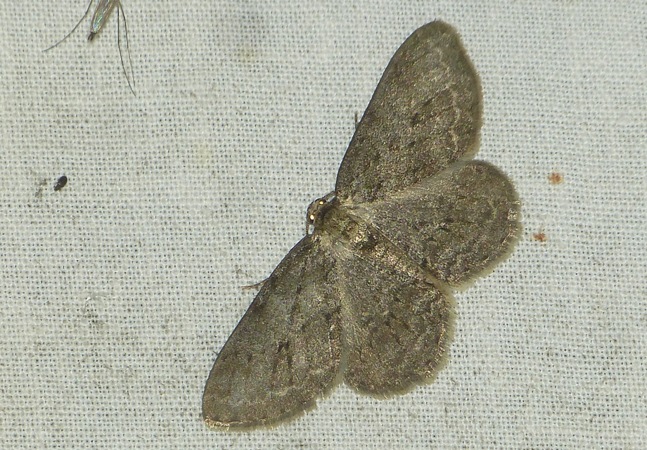 Ectropis crepuscularia - avararaszoló