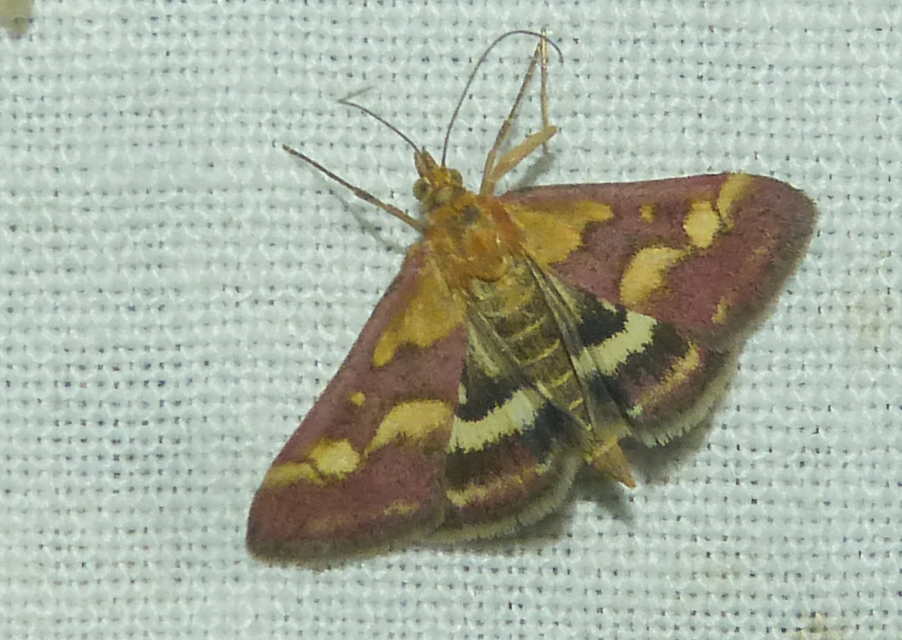 Pyrausta purpuralis - közönséges bíbormoly