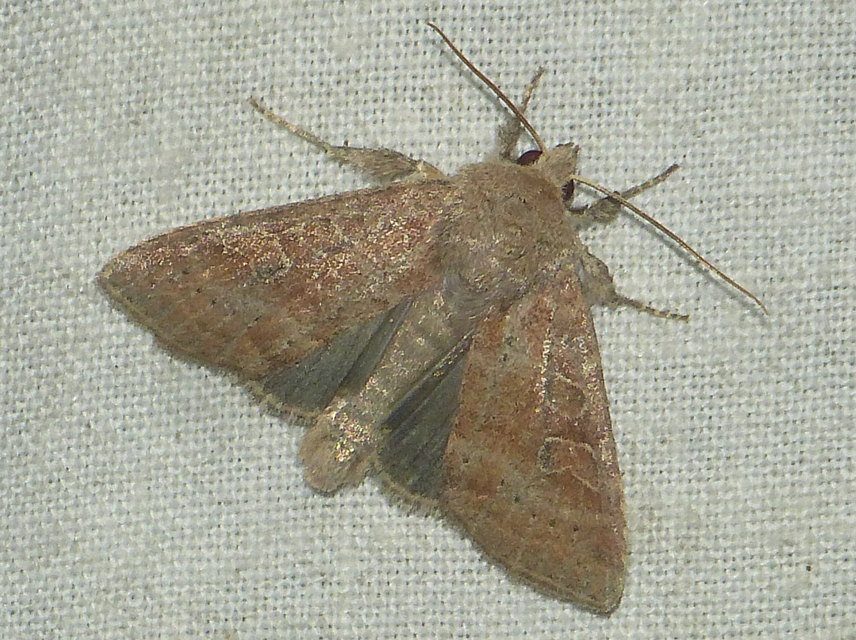 Parastichtis suspecta - sötét erdeibagoly